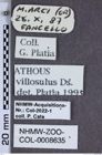 Etiketten zu Athous villosulus (NHMW-ZOO-COL-0008635)